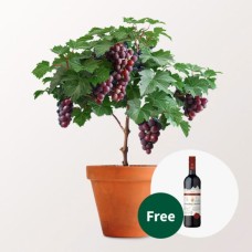 Grapevine & red wine set