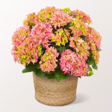 Light Pink Hydrangea in a sea grass basket