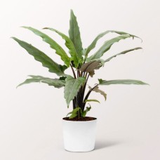 Arrow Leaf (Alocasia Lauterbachiana)