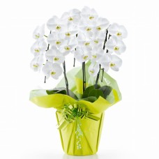 Phalaenopsis orchid white 3 stand (21 or more)