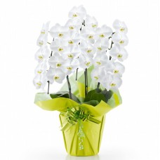 Phalaenopsis orchid white 3 stand (more than 27 flowers)