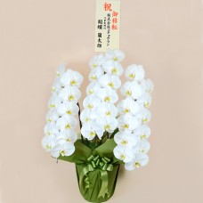 Phalaenopsis Orchid White 3 Stands (36 or more)
