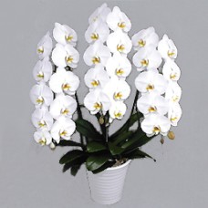Phalaenopsis White Rocky Triple Stand Standard