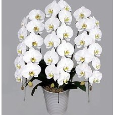 Phalaenopsis White Rocky Triple Stand Deluxe