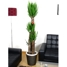 Yucca 10 sun