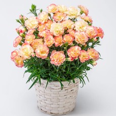 Carnation bowl / Panache