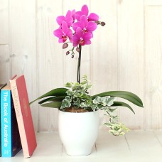 Midi Phalaenopsis Orchid Foliage Gathering