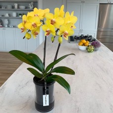 Tumbler Pot No. 4 2F Yellow