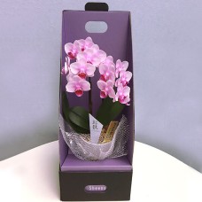 Table Phalaenopsis Orchid No. 3 2 stand [offering specification]