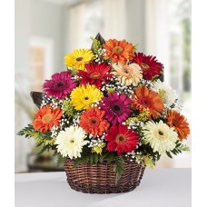 Gerbera Basket