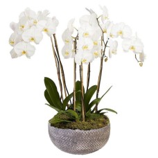White Phalaenopsis Orchid Arrangement