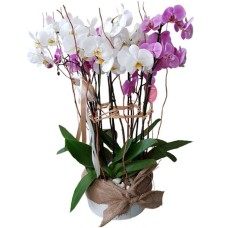 Ceramic Pot With Pink And White Orchids