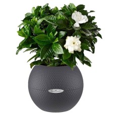 Mini Gardenia in self watering ball (choose pot color)