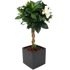 Gardenia tree in ceramic cube