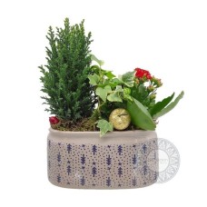 Arrangement plants in ceramic base