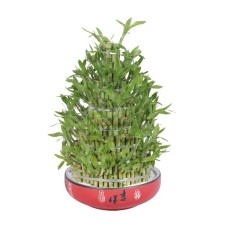 Big Lucky bamboo 8 layers for great luck