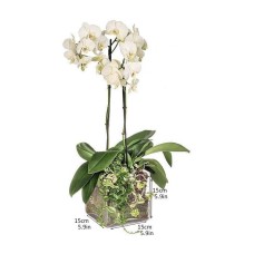 White orchid in a glass cube