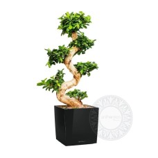Bonsai ficus ginseng large in a self watering pot