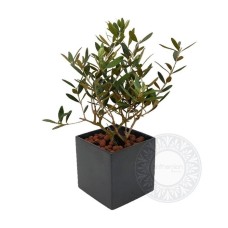 Olive Plant, The Greek