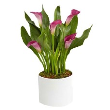 Gorgeous Calla Plant