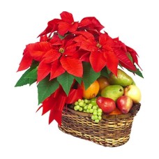 Poinsettia and Fruits (Basic)
