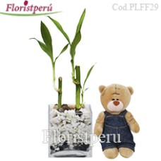 Lucky Bamboo plant + mini teddy bear