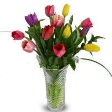 Bruselas Model, 12 tulips