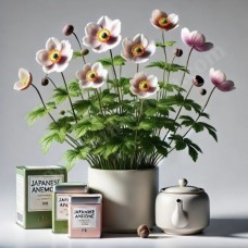 Anemone and Herbal Tea Set (BASE)