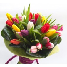 Tulip mix (BASE)