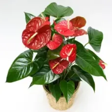 Pianta Anthurium