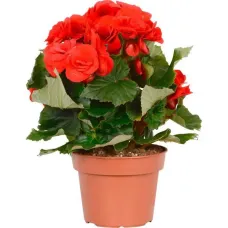 Pianta Begonia