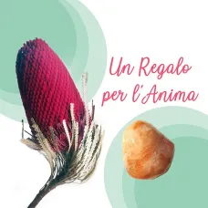 Banksia e Sole
