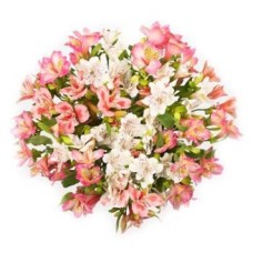 Alstroemeria Selection