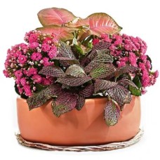 Arrangement of Blooming Plants