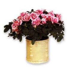 Azalea In A Planter (Medium)