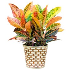 Custom Green Plant