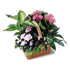 Pink Assortment Basket