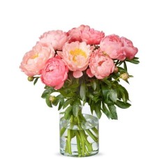 Coral colored peonies