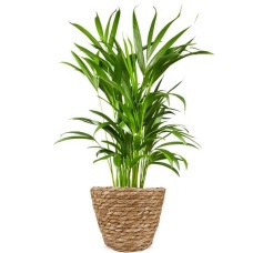 Areca palm 60cm