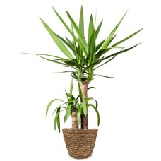 Yucca palm | Palmlily 80cm