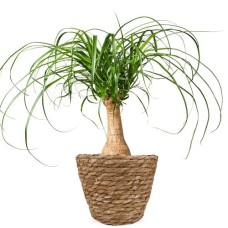 Elephant's foot | Beaucarnea 60cm