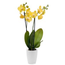 Yellow orchid