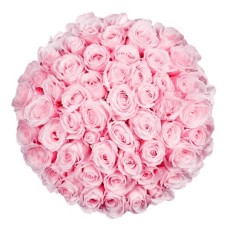 100 premium pink roses