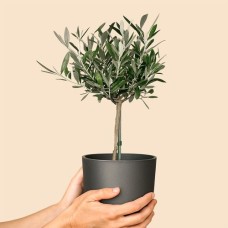 Olive tree 50cm + free planter