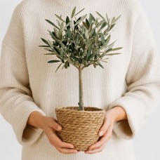 Olive tree 50cm + free basket
