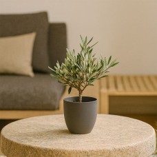 Olive tree shrub 35cm + free planter