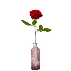 1 premium red rose + vase