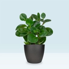 Peperomia obtusifolia