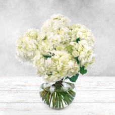 White Hydrangea
