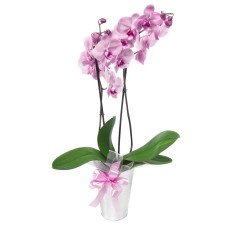 pink orchid phalaenopsis (Standard)